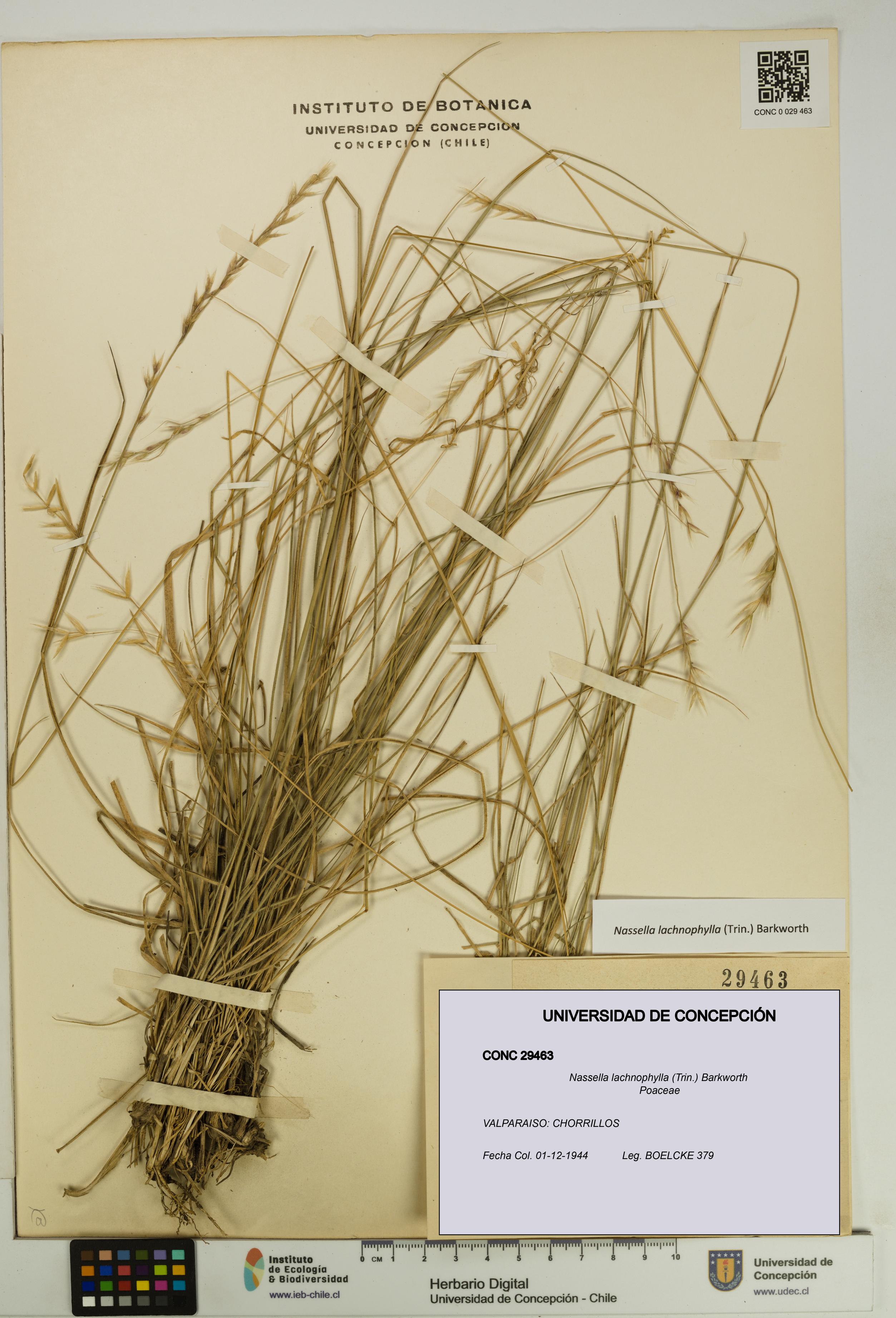 Nassella lachnophylla [Espécimen: UDEC:CONC:0029463]