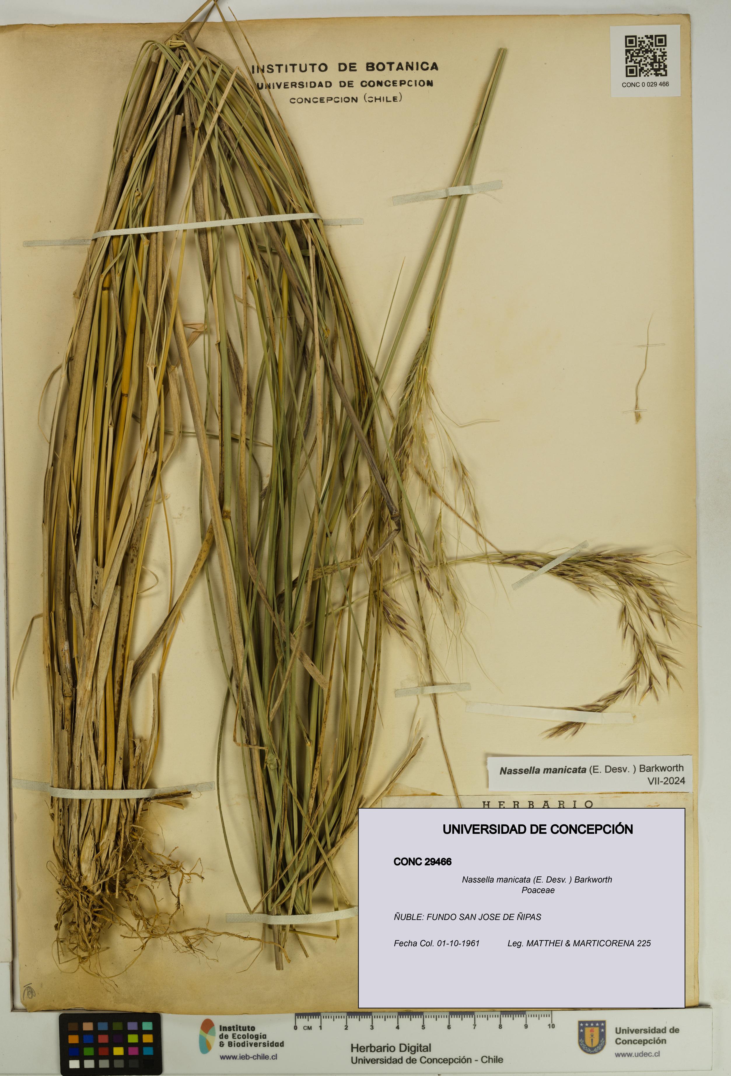 Nassella manicata [Espécimen: UDEC:CONC:0029466]