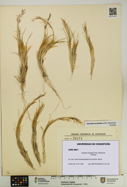 Nassella nardoides [Espécimen: UDEC:CONC:0029471]