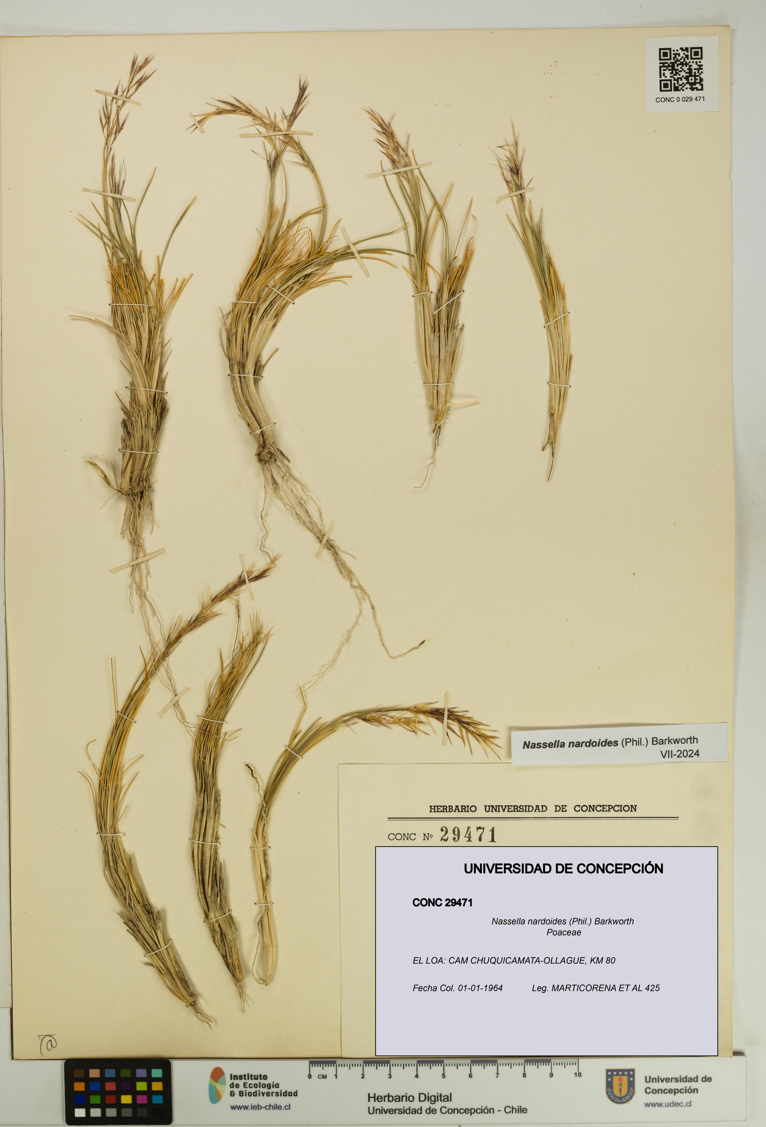 Nassella nardoides [Espécimen: UDEC:CONC:0029471]