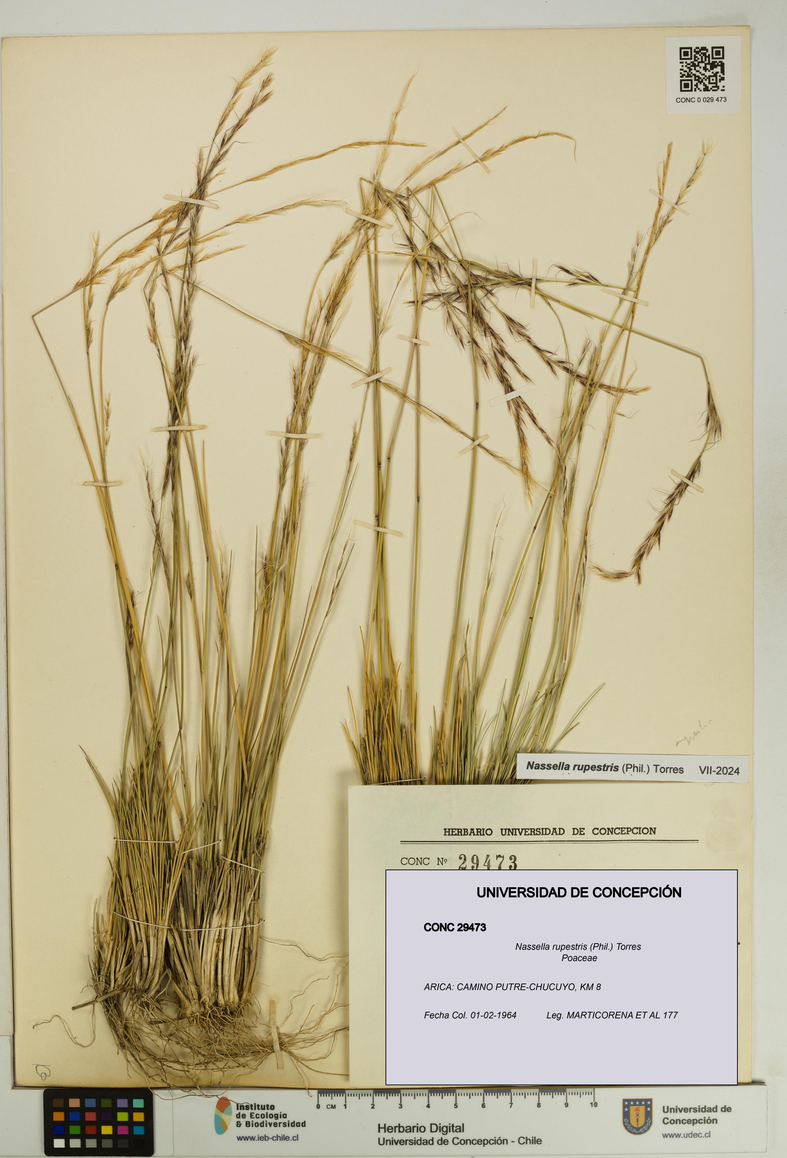 Nassella rupestris [Espécimen: UDEC:CONC:0029473]