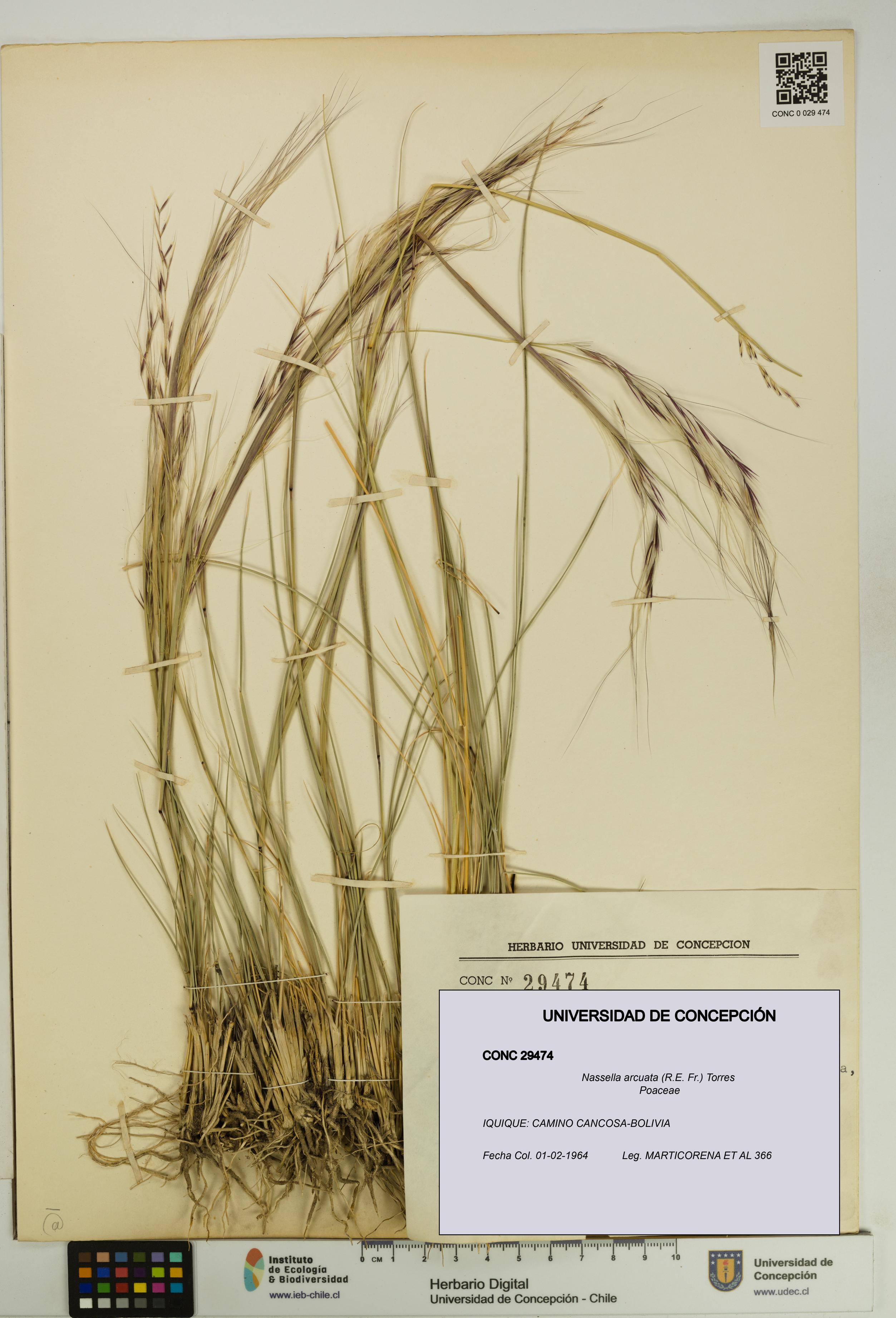 Nassella arcuata [Espécimen: UDEC:CONC:0029474]