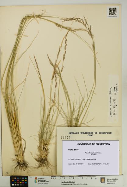 Nassella asplundii [Espécimen: UDEC:CONC:0029475]