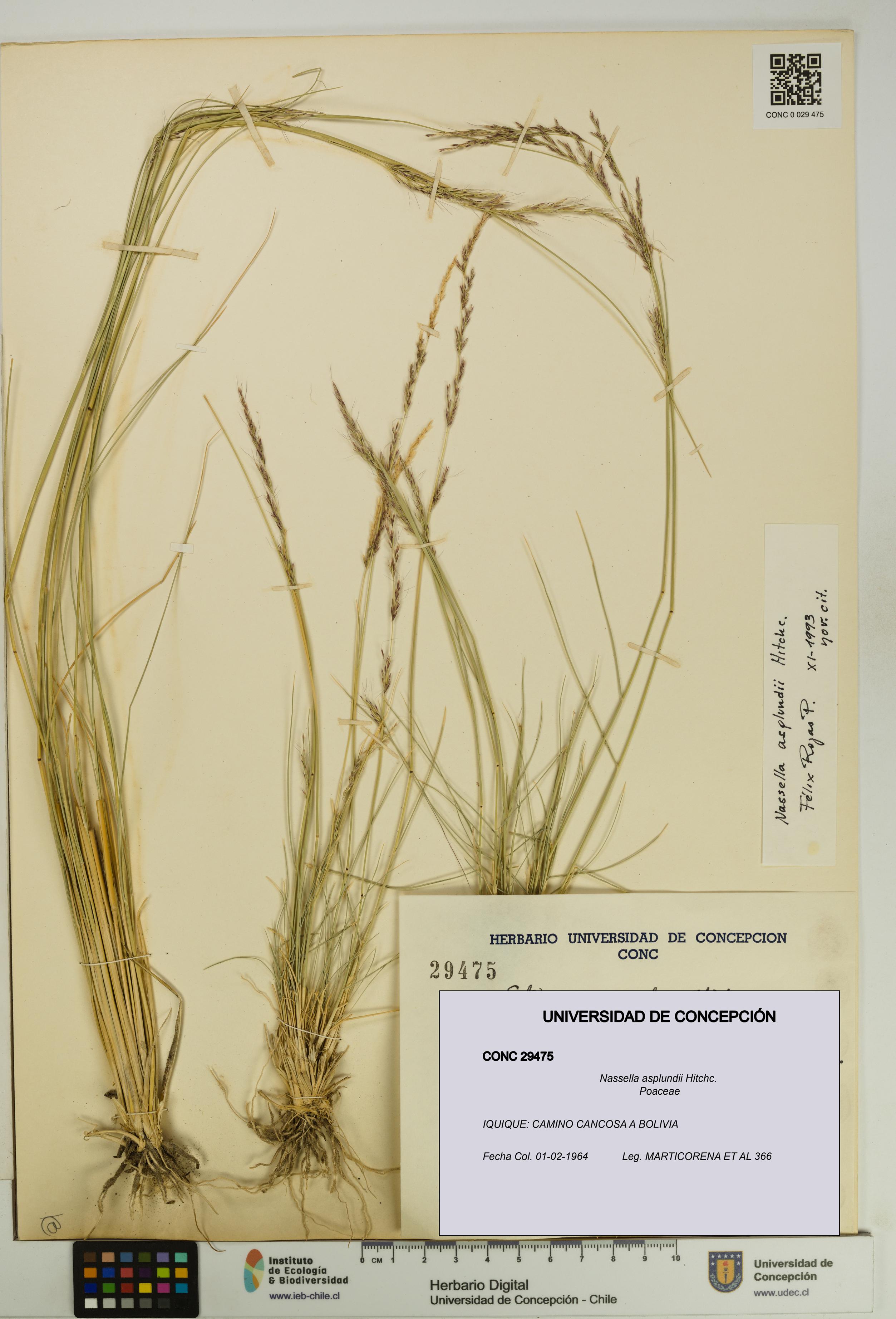 Nassella asplundii [Espécimen: UDEC:CONC:0029475]