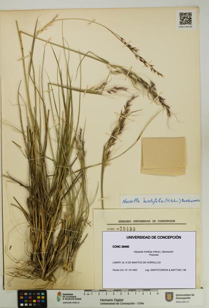 Nassella hirtifolia [Espécimen: UDEC:CONC:0029490]