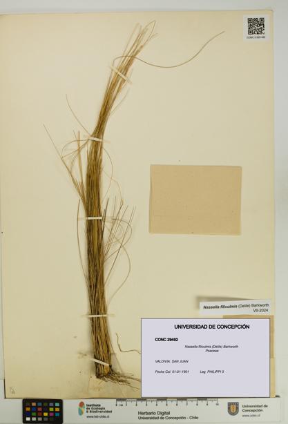 Nassella filiculmis [Espécimen: UDEC:CONC:0029492]