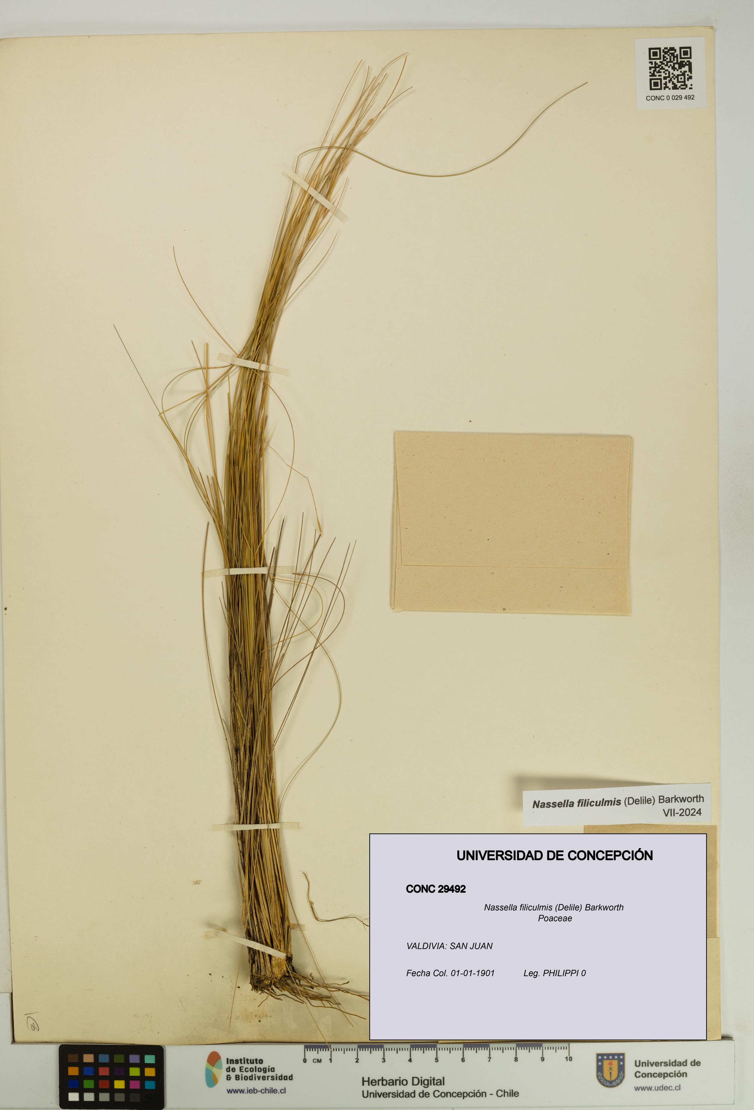 Nassella filiculmis [Espécimen: UDEC:CONC:0029492]