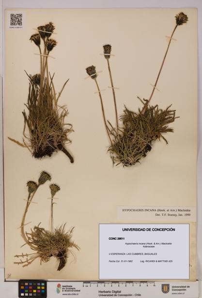 Hypochaeris incana [Espécimen: UDEC:CONC:0029511]