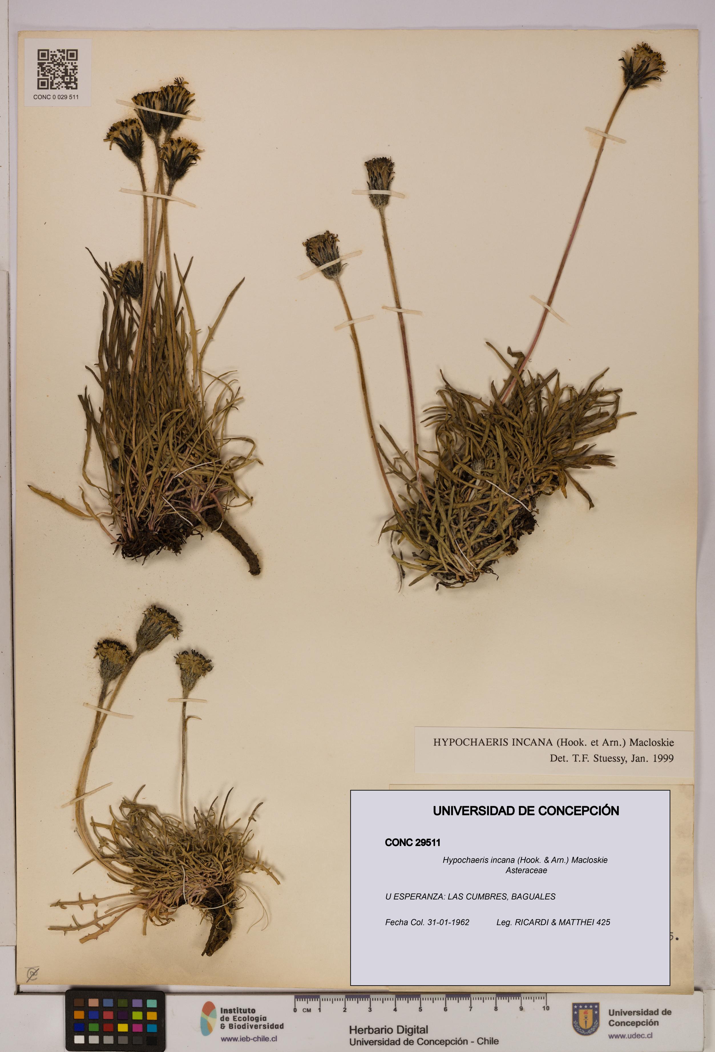 Hypochaeris incana [Espécimen: UDEC:CONC:0029511]