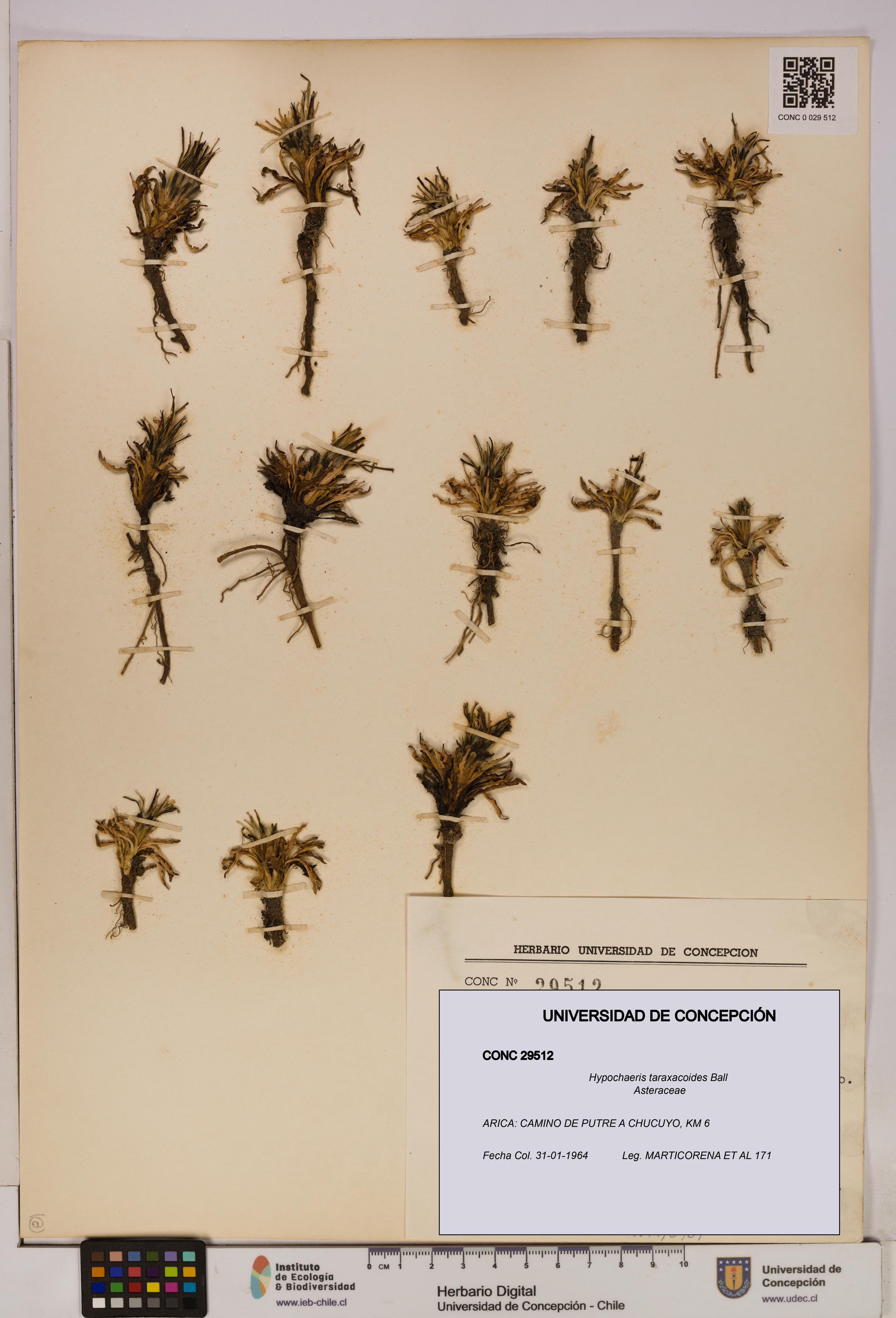 Hypochaeris taraxacoides [Espécimen: UDEC:CONC:0029512]