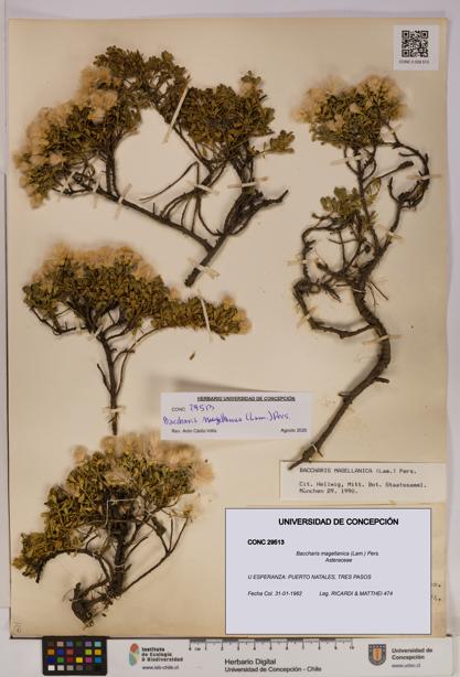 Baccharis magellanica [Espécimen: UDEC:CONC:0029513]