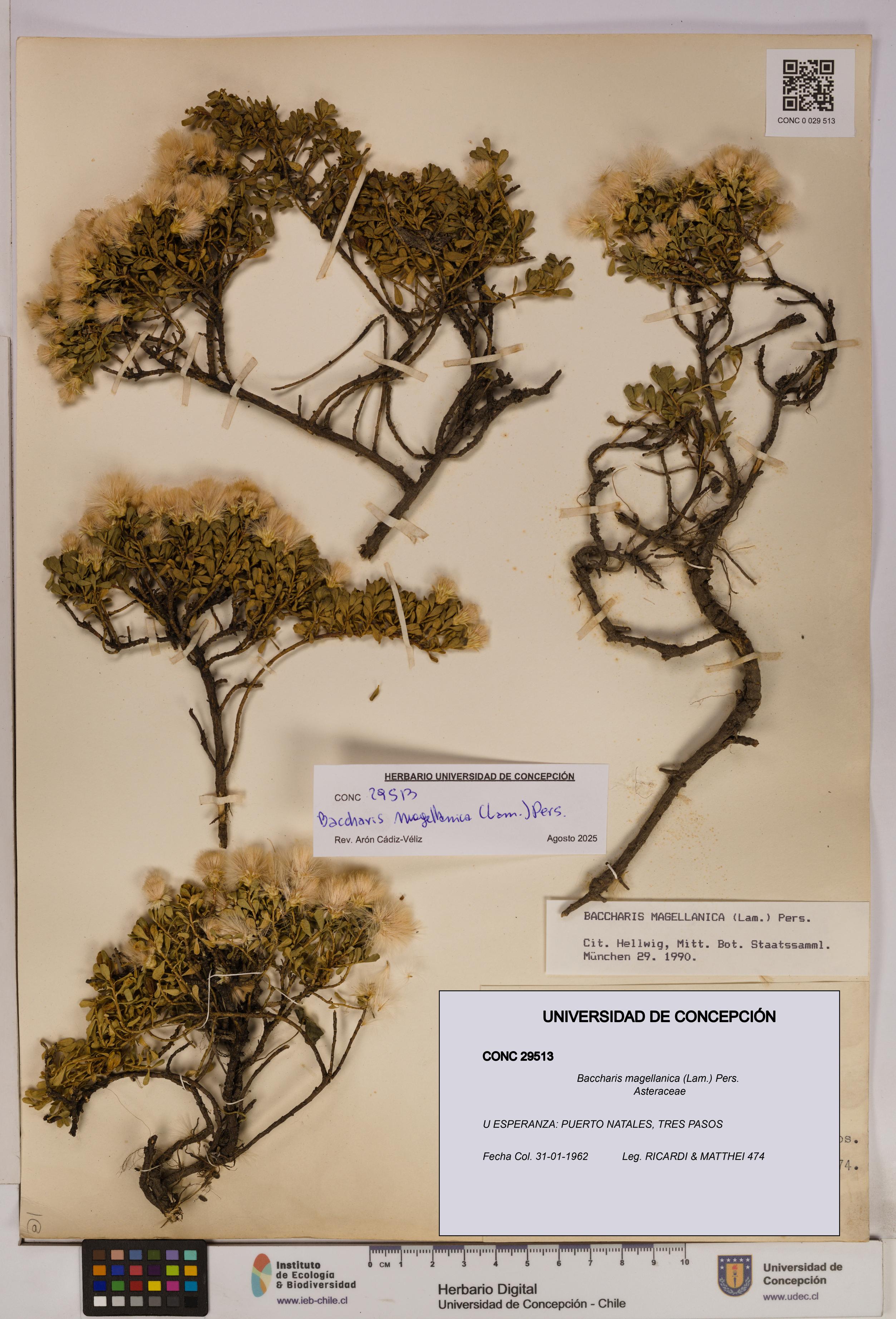 Baccharis magellanica [Espécimen: UDEC:CONC:0029513]