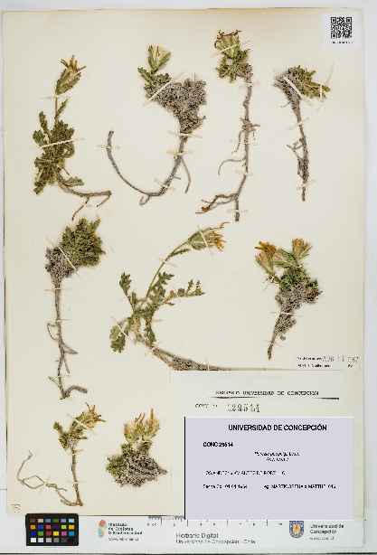 Perezia poeppigii [Espécimen: UDEC:CONC:0029514]