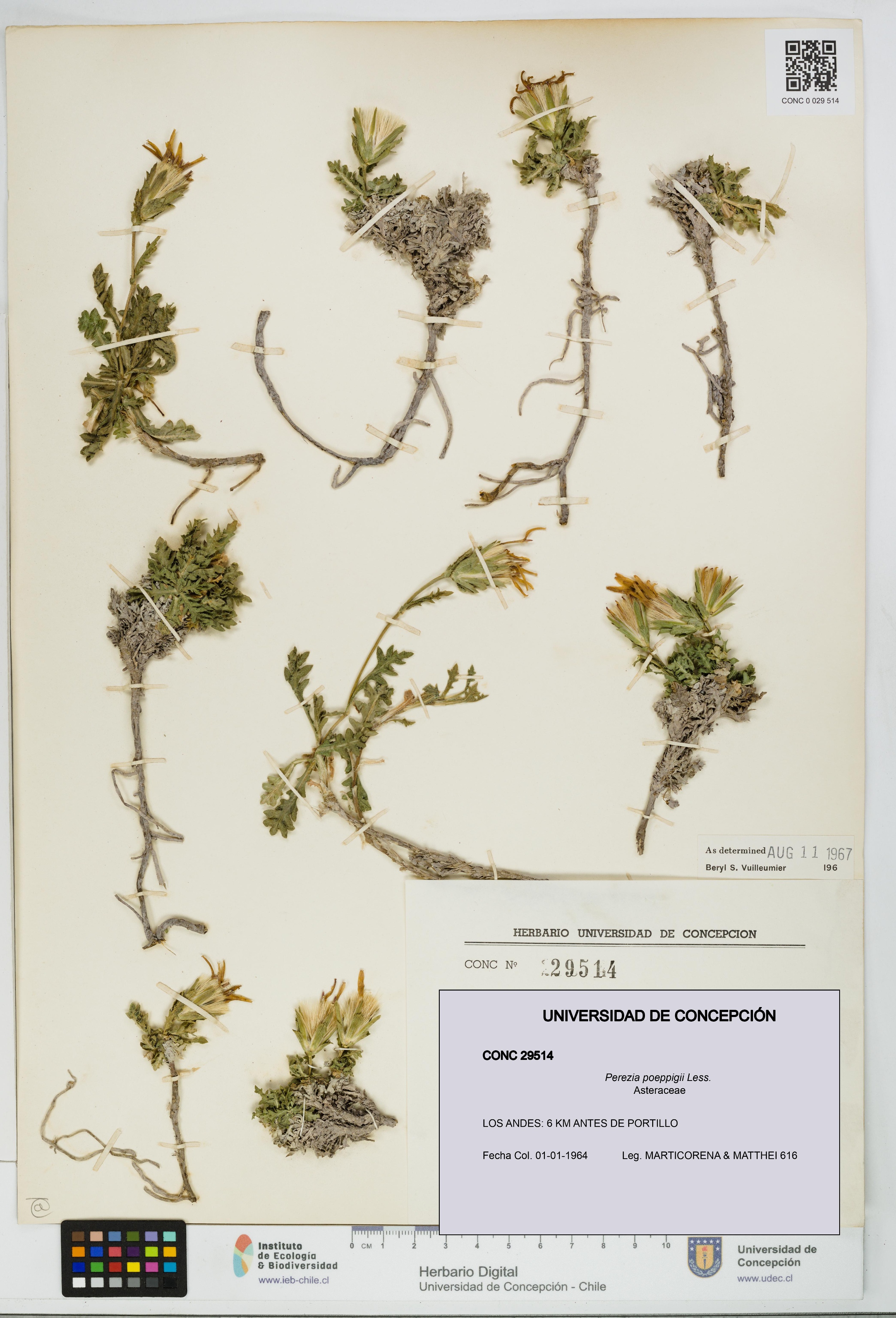 Perezia poeppigii [Espécimen: UDEC:CONC:0029514]