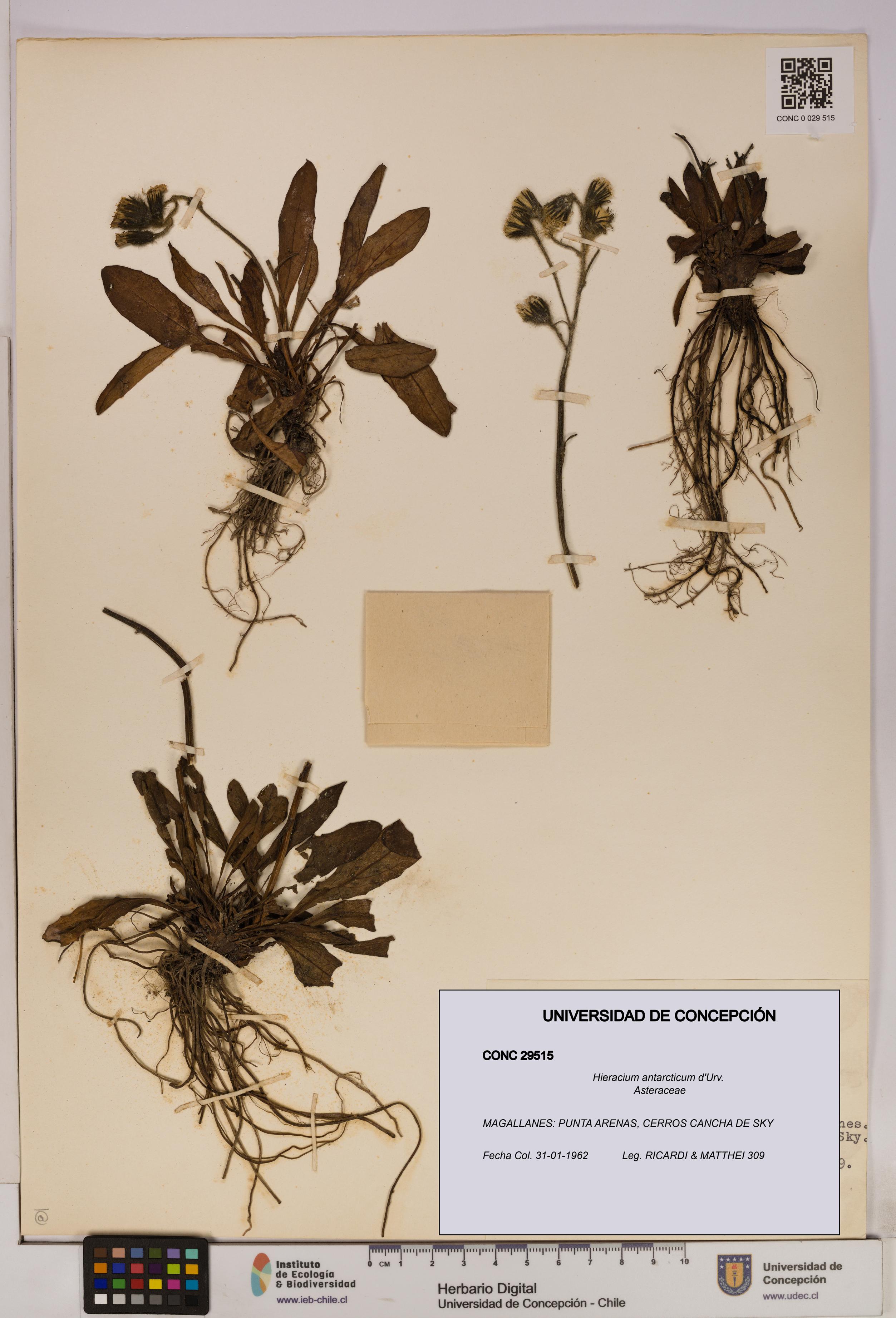 Hieracium antarcticum [Espécimen: UDEC:CONC:0029515]