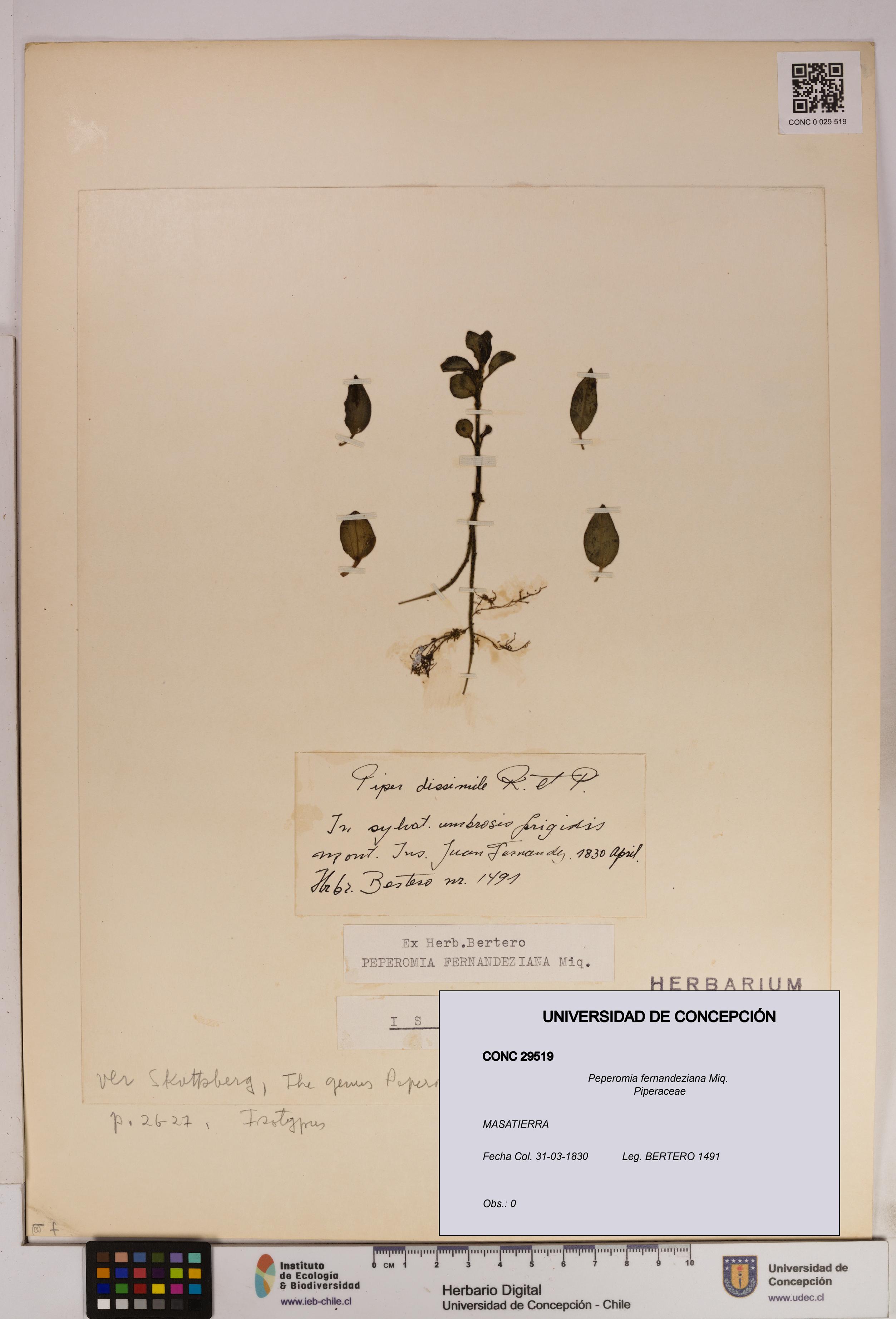 Peperomia fernandeziana [Espécimen: UDEC:CONC:0029519]