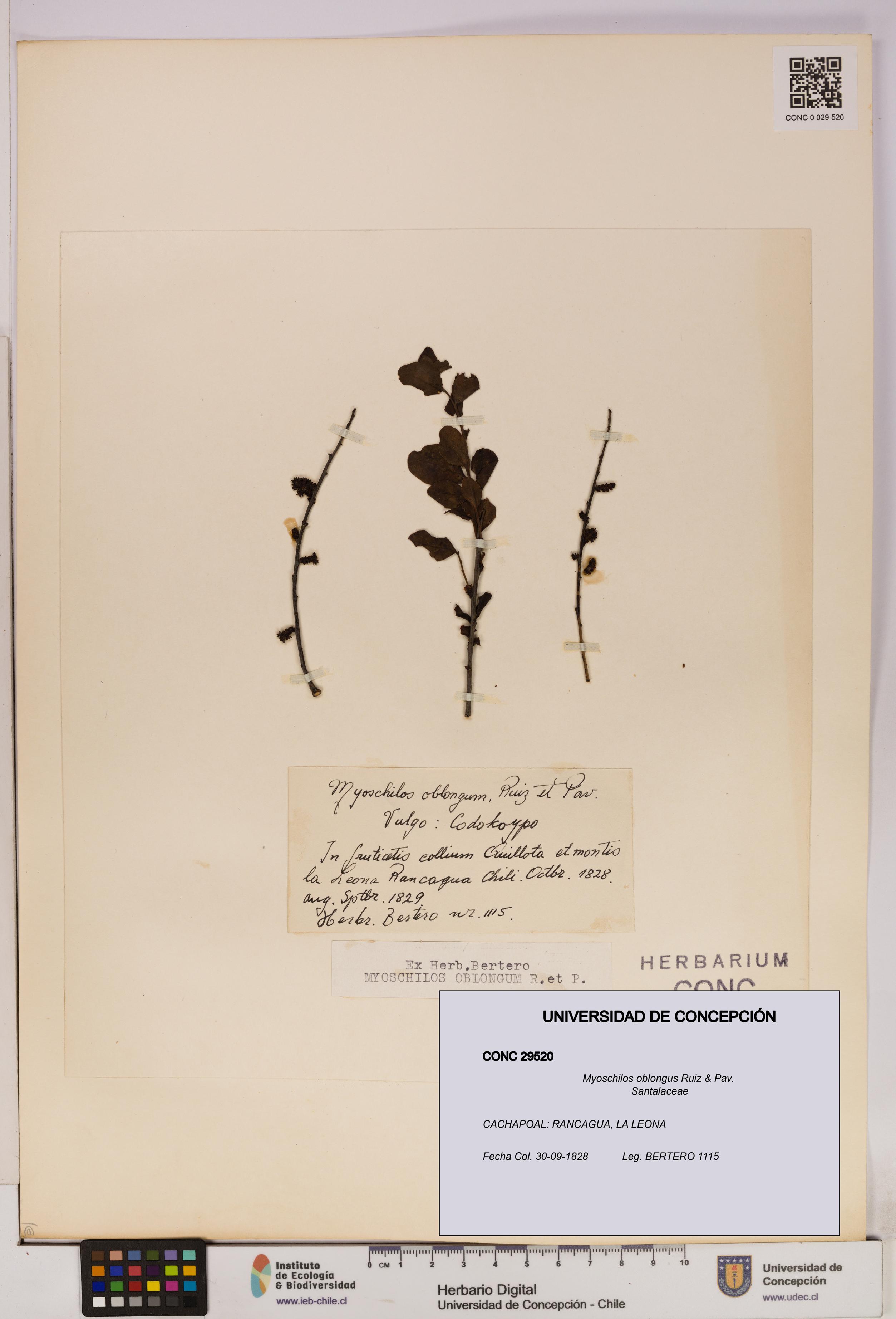 Myoschilos oblongus [Espécimen: UDEC:CONC:0029520]