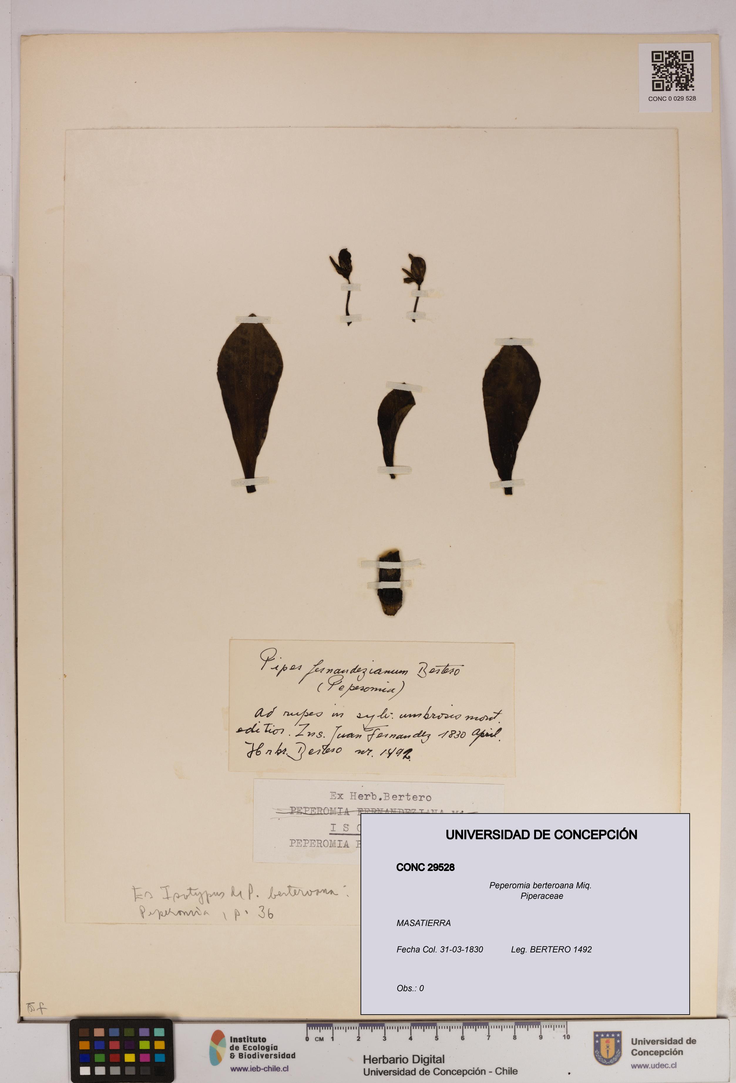 Peperomia berteroana [Espécimen: UDEC:CONC:0029528]