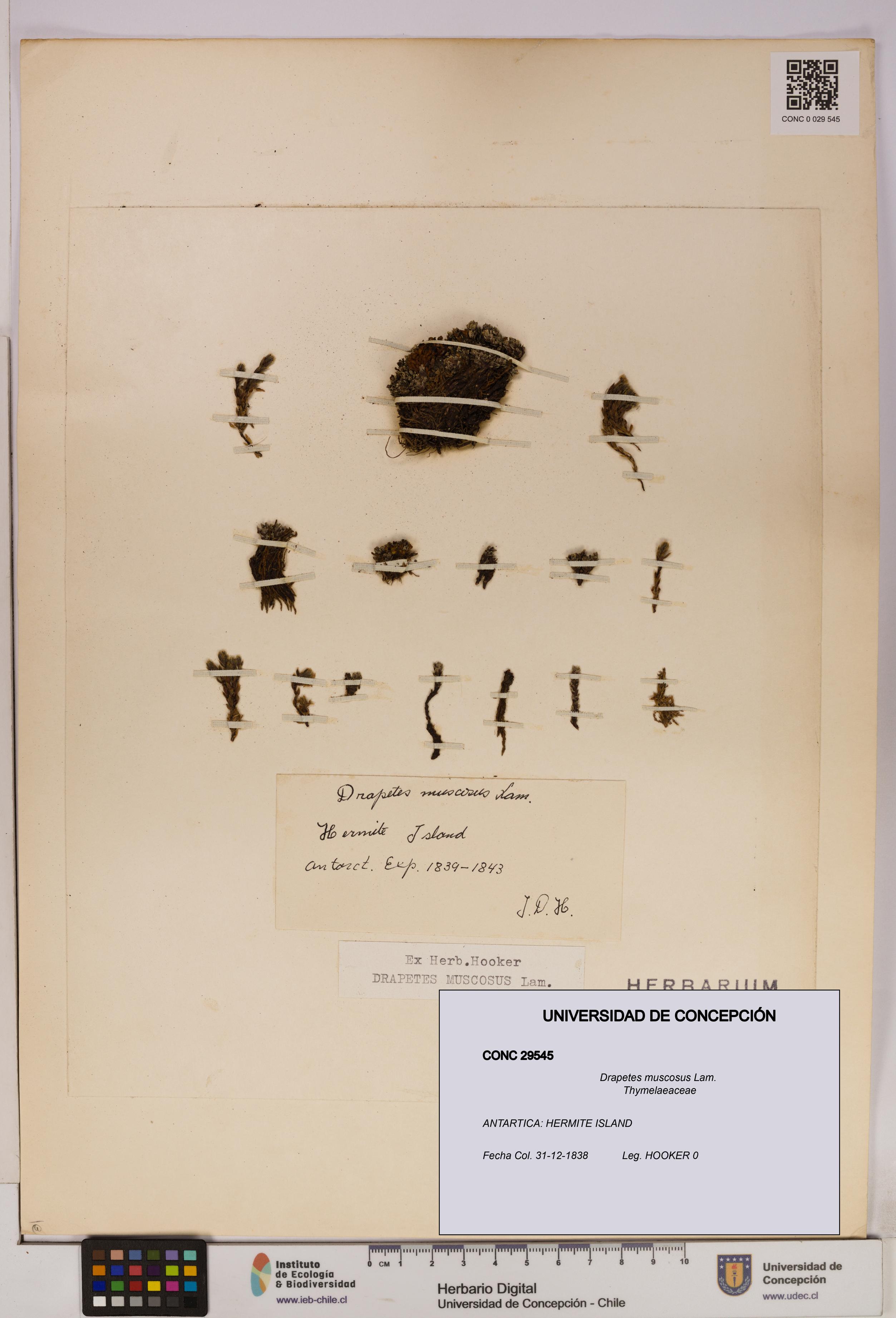 Drapetes muscosus [Espécimen: UDEC:CONC:0029545]