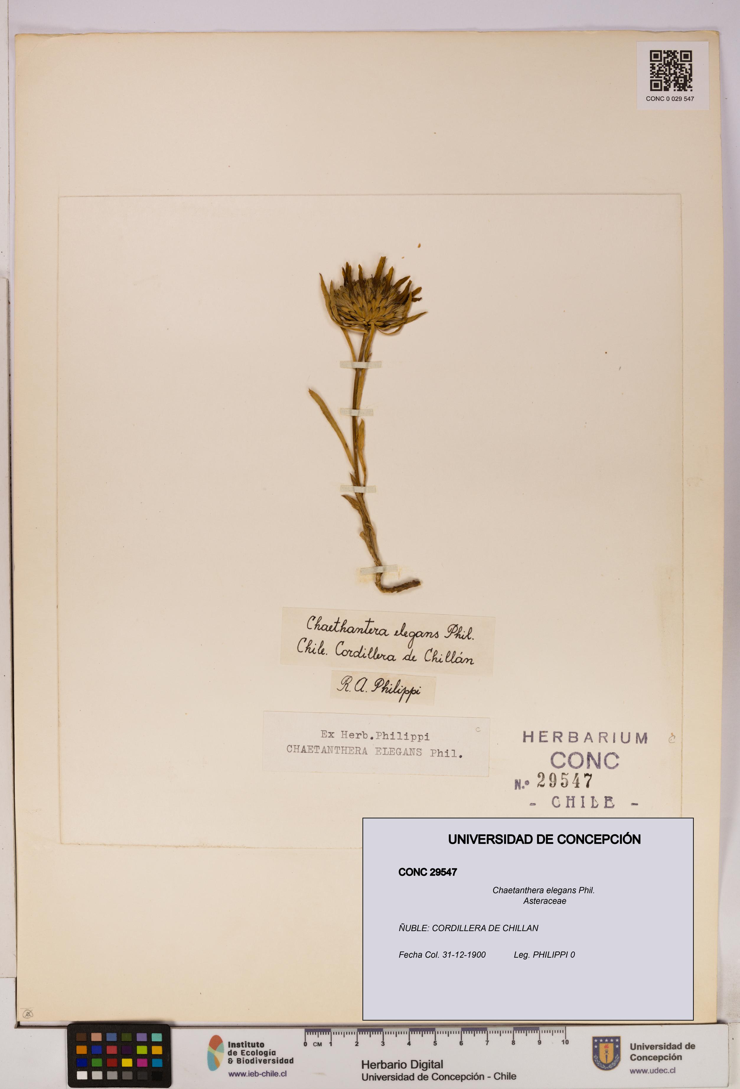 Chaetanthera elegans [Espécimen: UDEC:CONC:0029547]