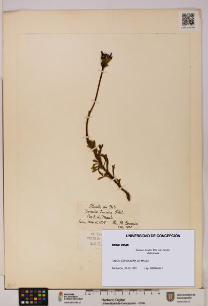 Senecio triodon var. triodon [Espécimen: UDEC:CONC:0029548]