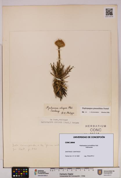 Haplopappus pinnatifidus [Espécimen: UDEC:CONC:0029549]