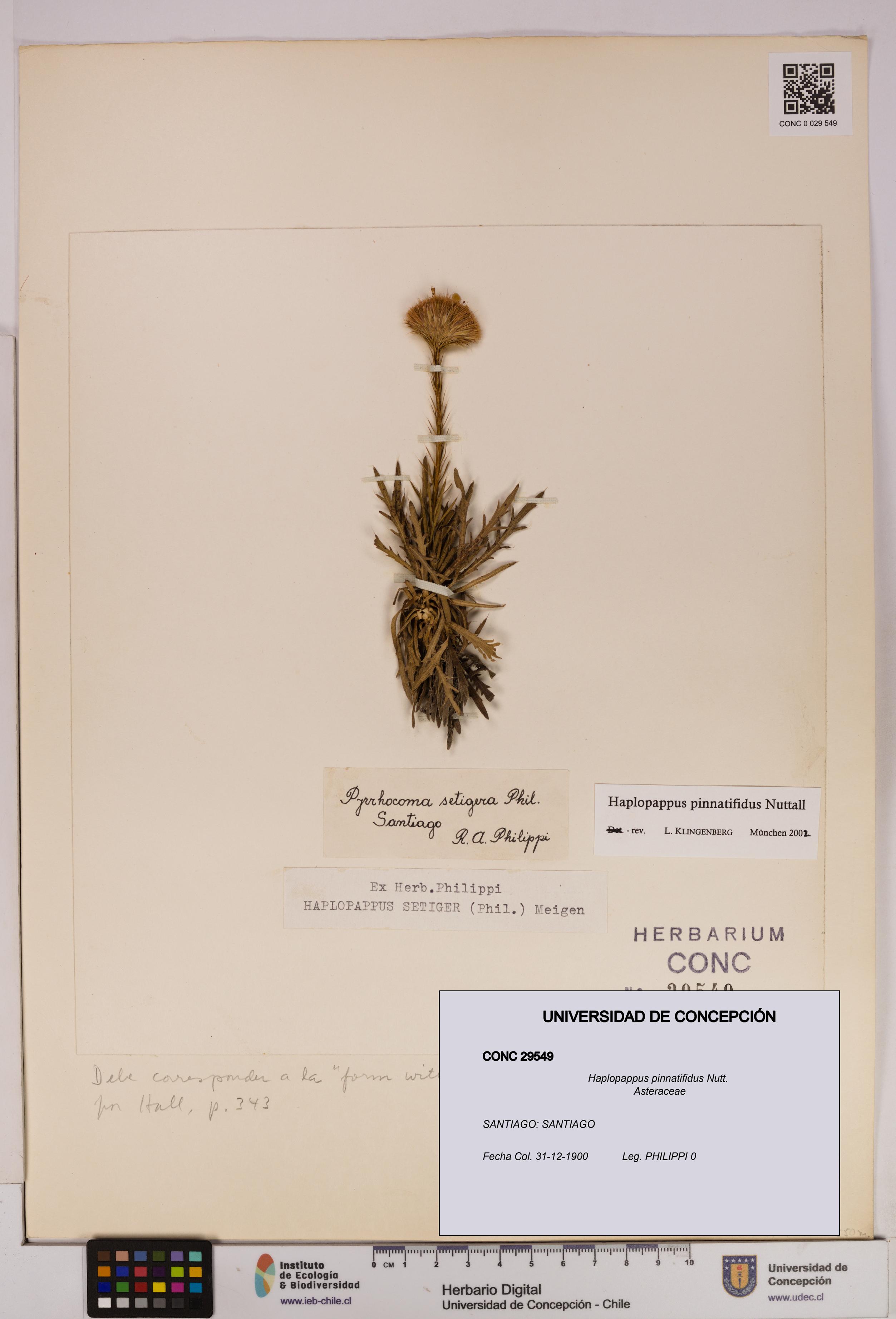 Haplopappus pinnatifidus [Espécimen: UDEC:CONC:0029549]