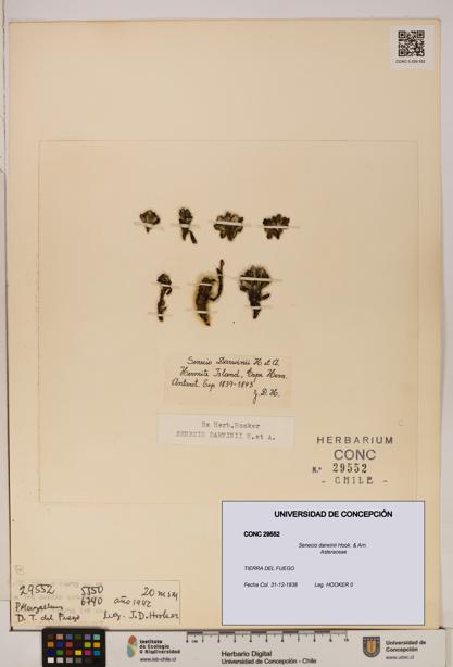 Senecio darwinii [Espécimen: UDEC:CONC:0029552]