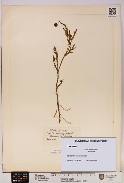Cotula coronopifolia [Espécimen: UDEC:CONC:0029553]