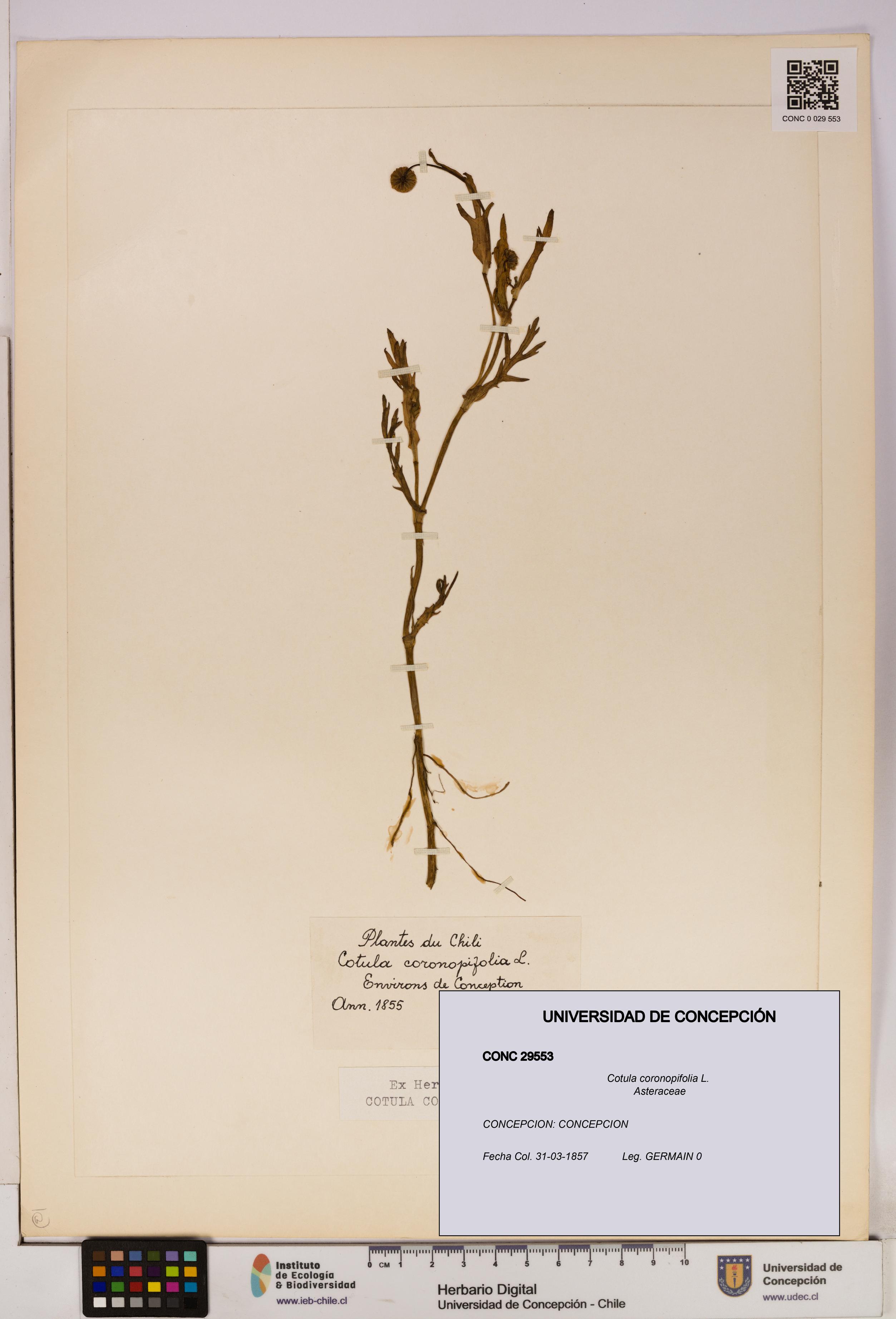 Cotula coronopifolia [Espécimen: UDEC:CONC:0029553]