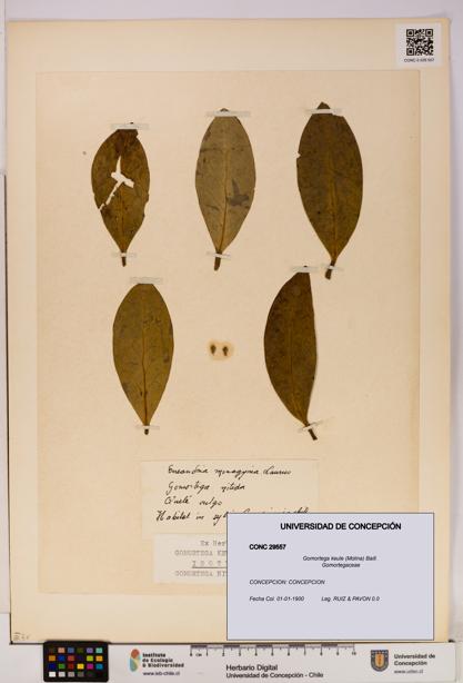 Gomortega keule [Espécimen: UDEC:CONC:0029557]