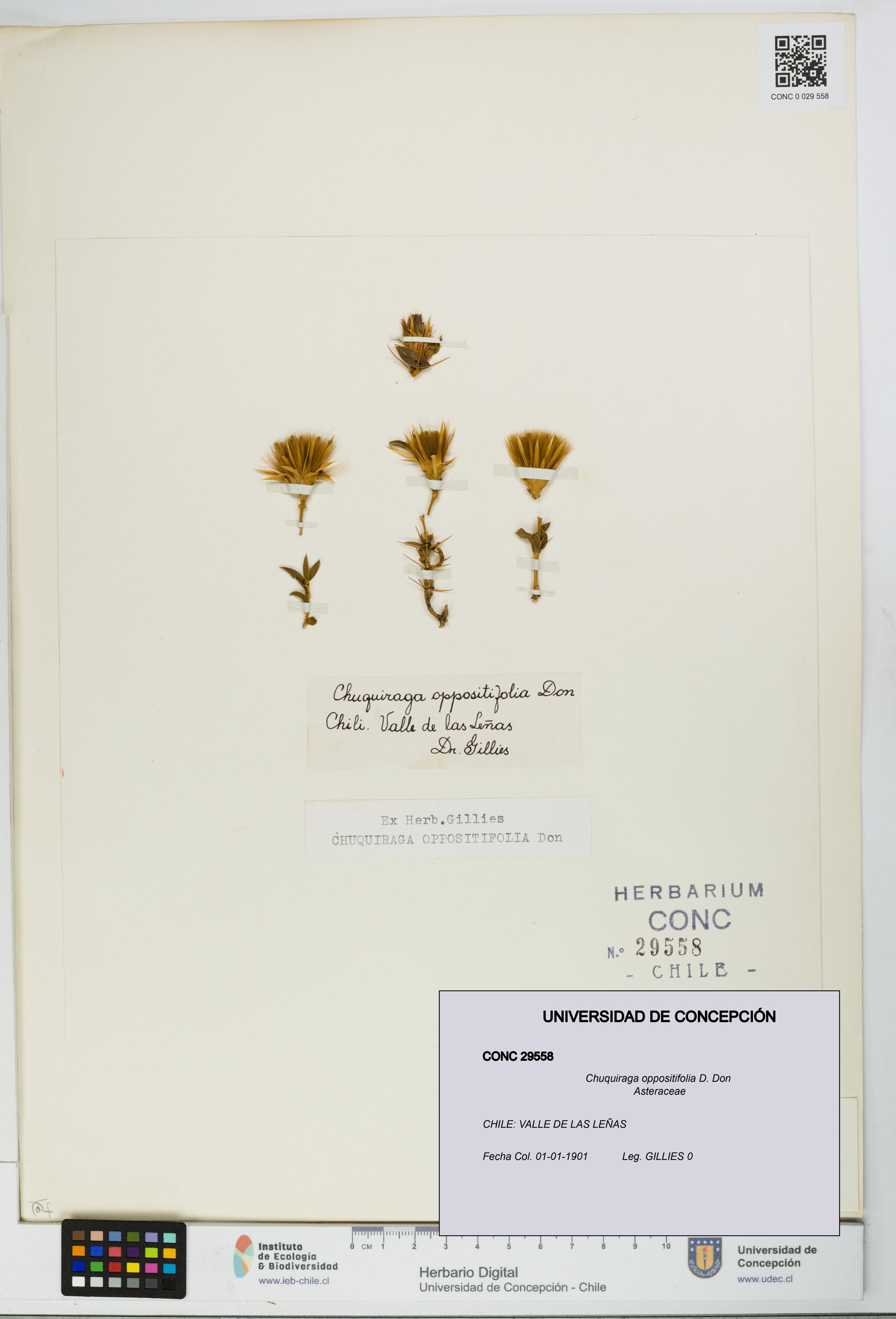 Chuquiraga oppositifolia [Espécimen: UDEC:CONC:0029558]