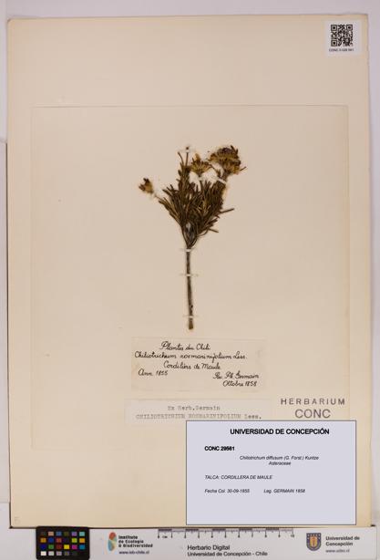 Chiliotrichum diffusum [Espécimen: UDEC:CONC:0029561]
