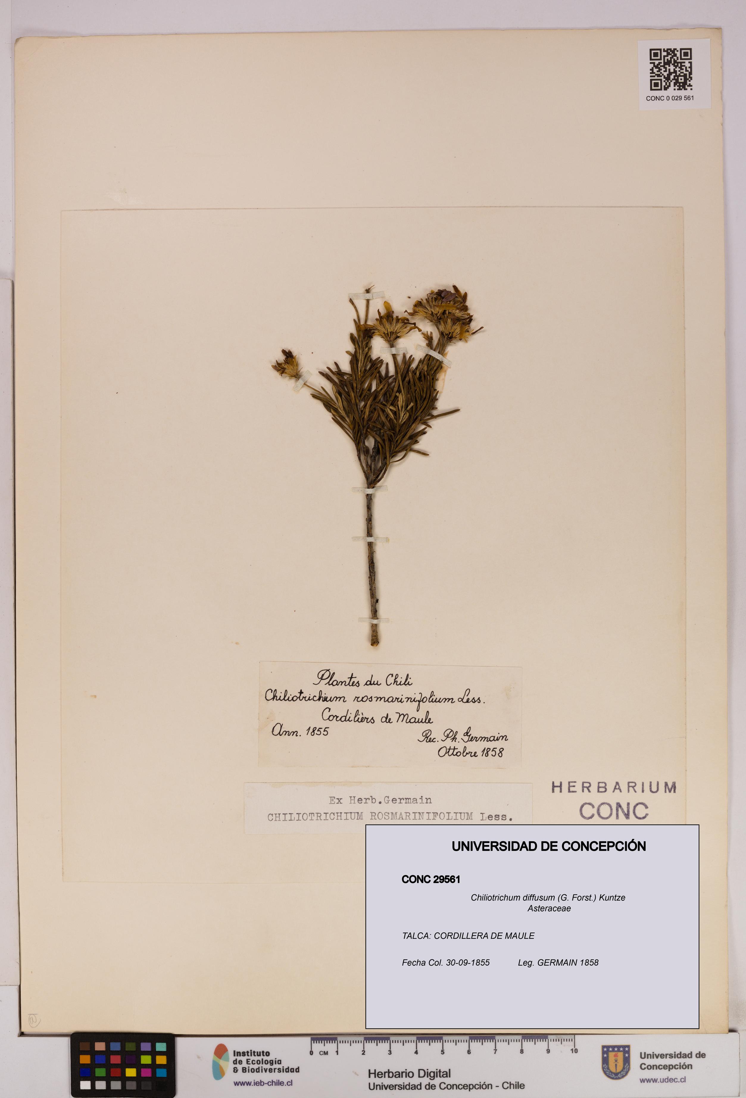 Chiliotrichum diffusum [Espécimen: UDEC:CONC:0029561]