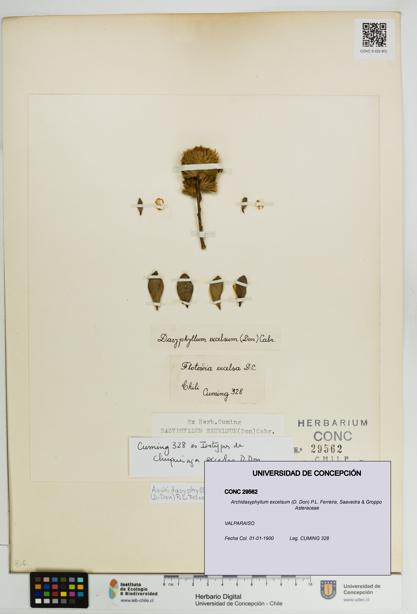 Archidasyphyllum excelsum [Espécimen: UDEC:CONC:0029562]