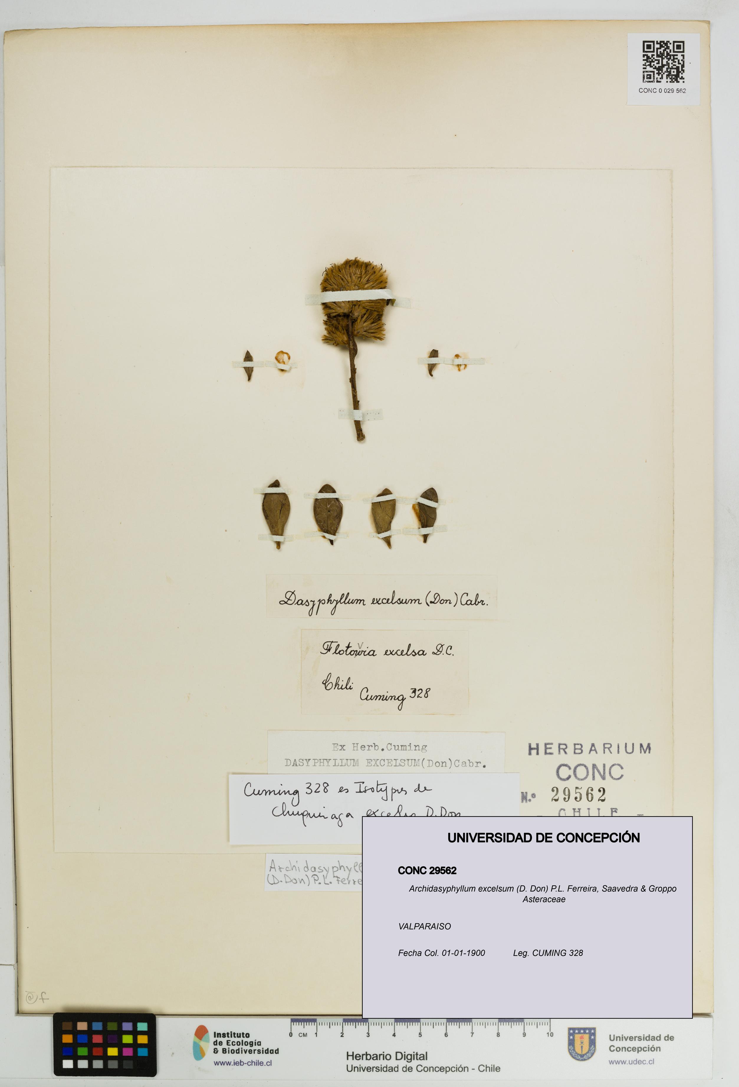 Archidasyphyllum excelsum [Espécimen: UDEC:CONC:0029562]