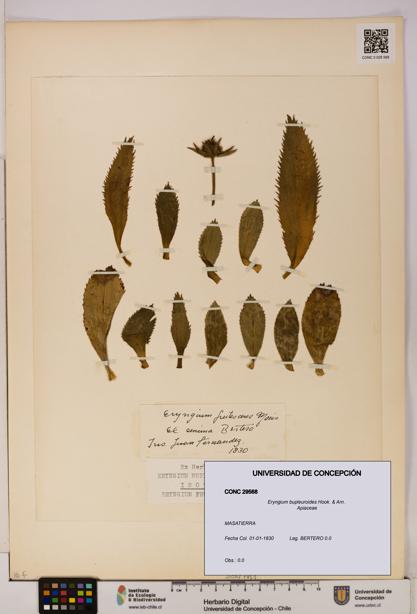 Eryngium bupleuroides [Espécimen: UDEC:CONC:0029568]