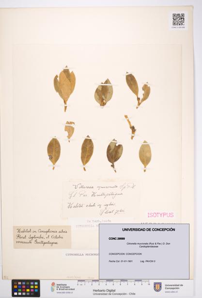 Citronella mucronata [Espécimen: UDEC:CONC:0029569]