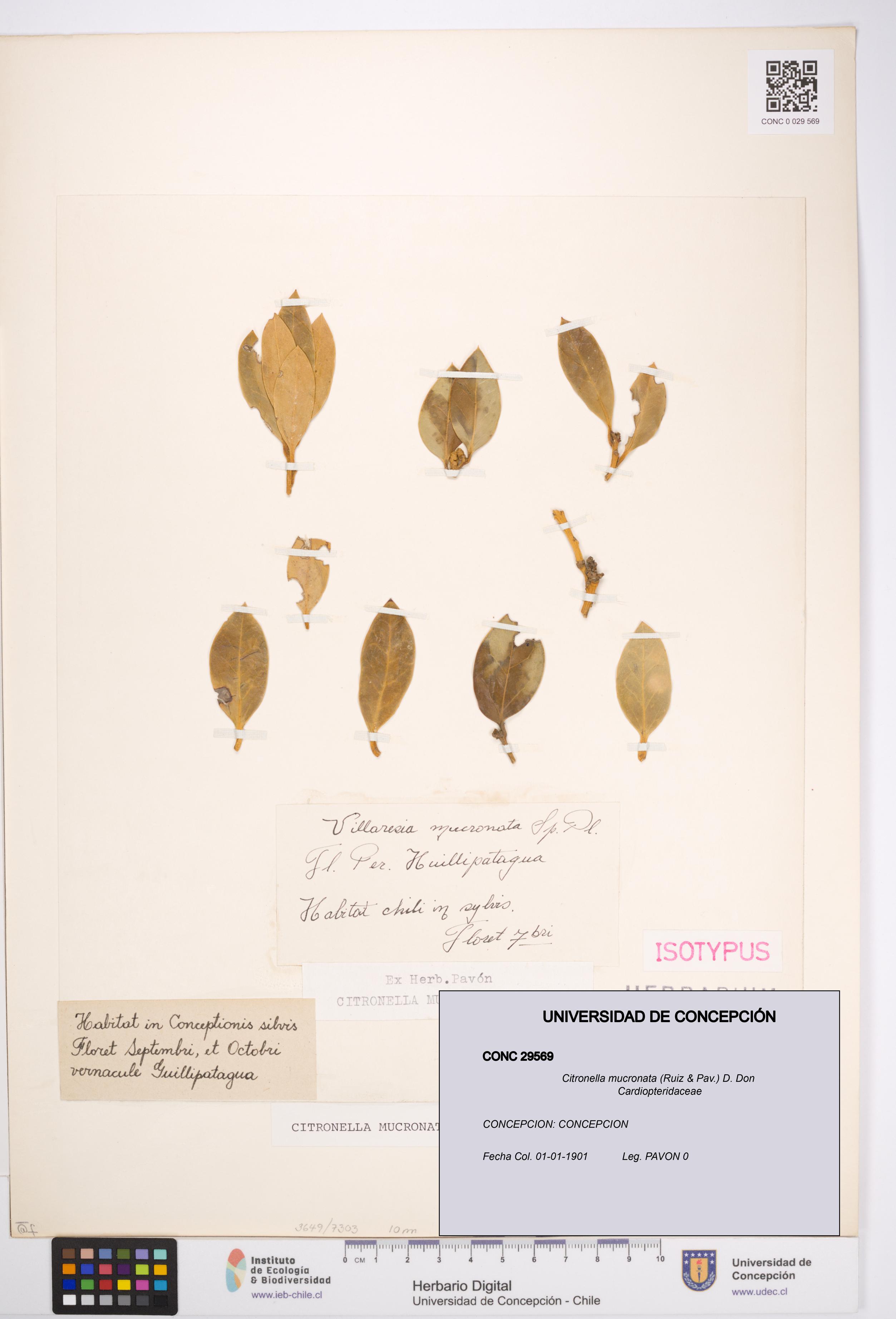 Citronella mucronata [Espécimen: UDEC:CONC:0029569]