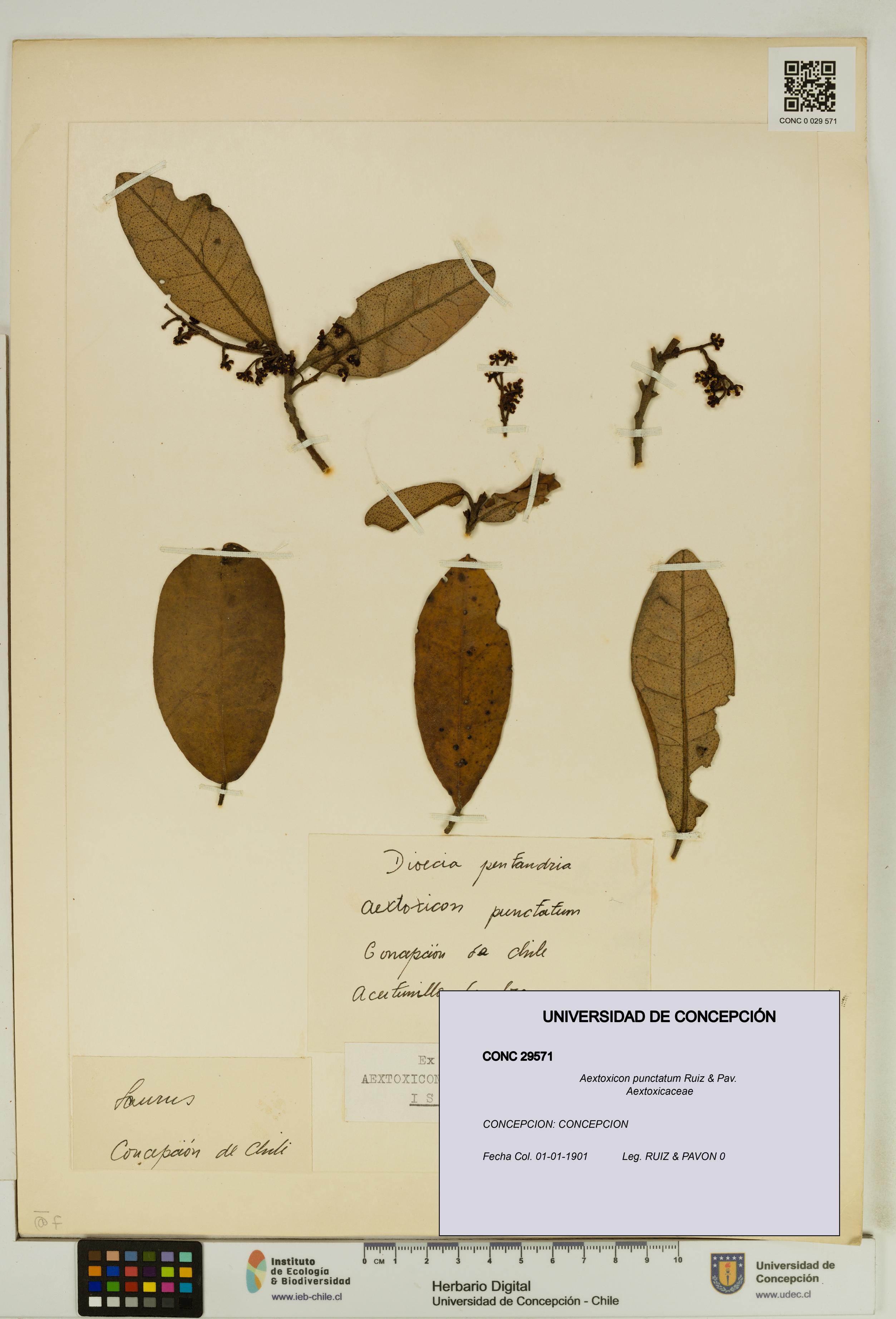 Aextoxicon punctatum [Espécimen: UDEC:CONC:0029571]