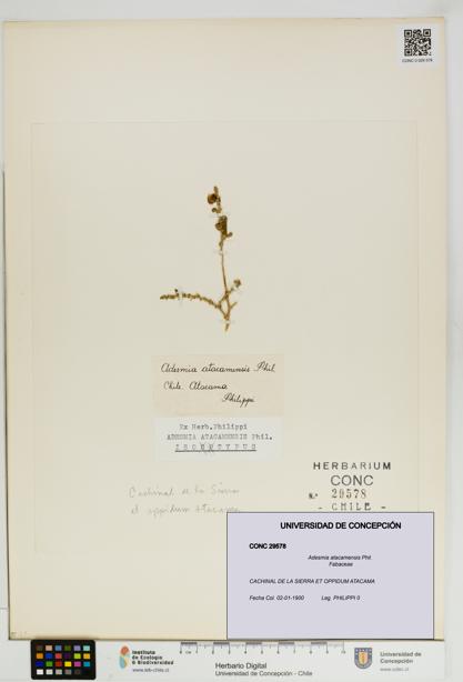 Adesmia atacamensis [Espécimen: UDEC:CONC:0029578]