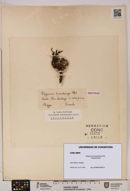 Polygonum bowenkampii [Espécimen: UDEC:CONC:0029579]