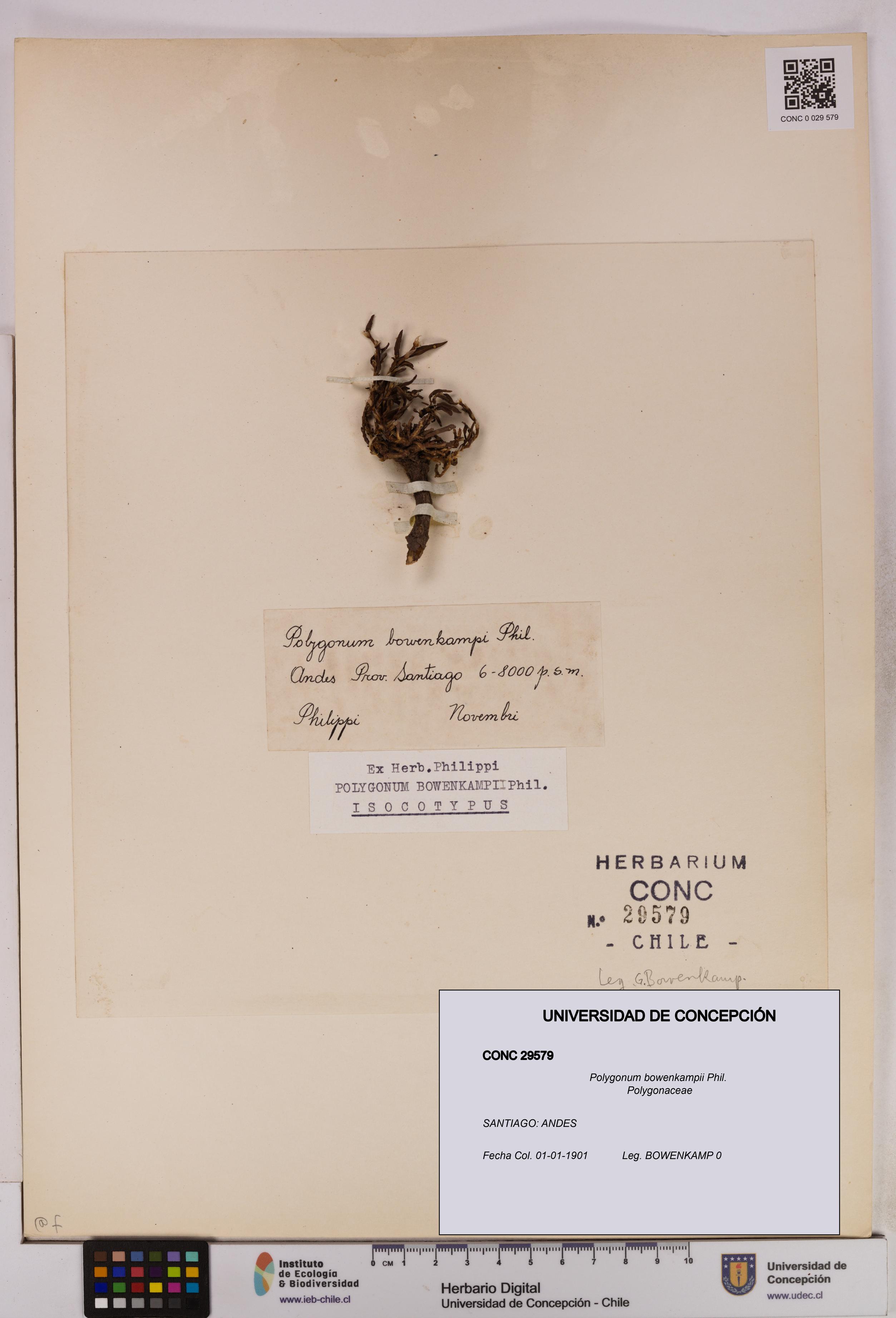 Polygonum bowenkampii [Espécimen: UDEC:CONC:0029579]