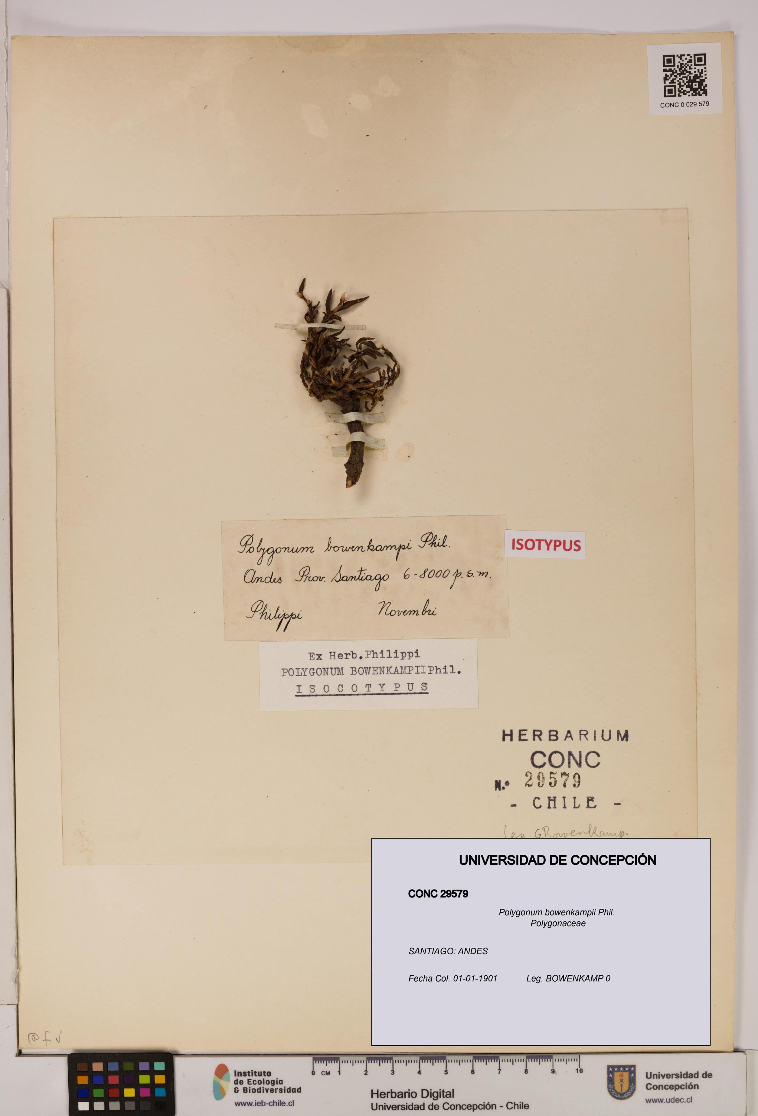 Polygonum bowenkampii [Espécimen: UDEC:CONC:0029579]