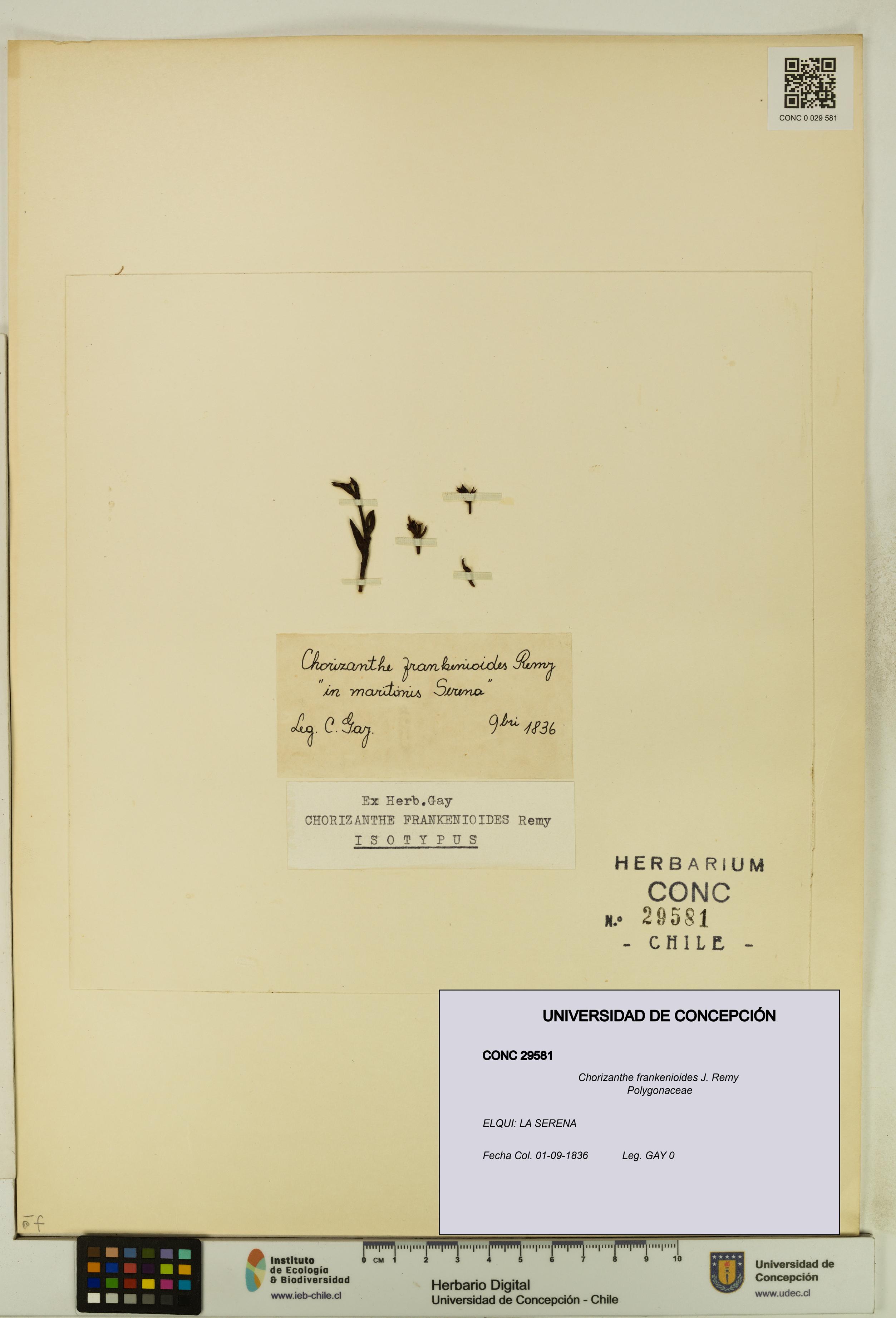 Chorizanthe frankenioides [Espécimen: UDEC:CONC:0029581]