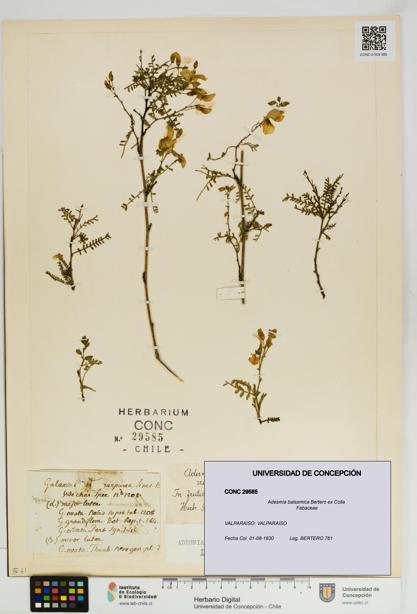 Adesmia balsamica [Espécimen: UDEC:CONC:0029585]