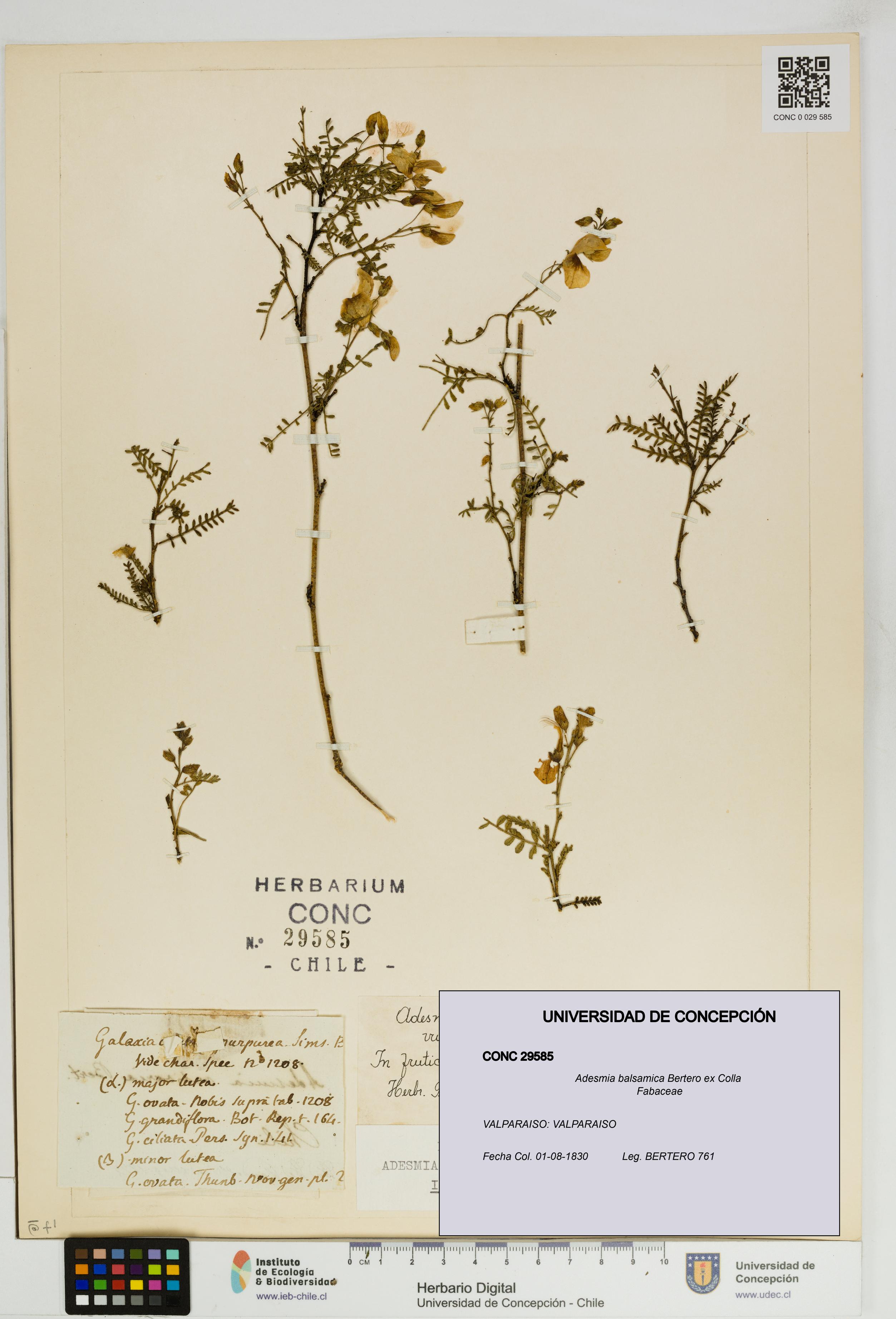 Adesmia balsamica [Espécimen: UDEC:CONC:0029585]