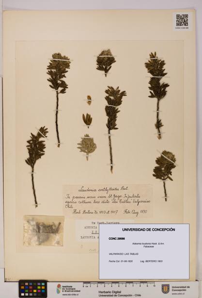 Adesmia loudonia [Espécimen: UDEC:CONC:0029586]