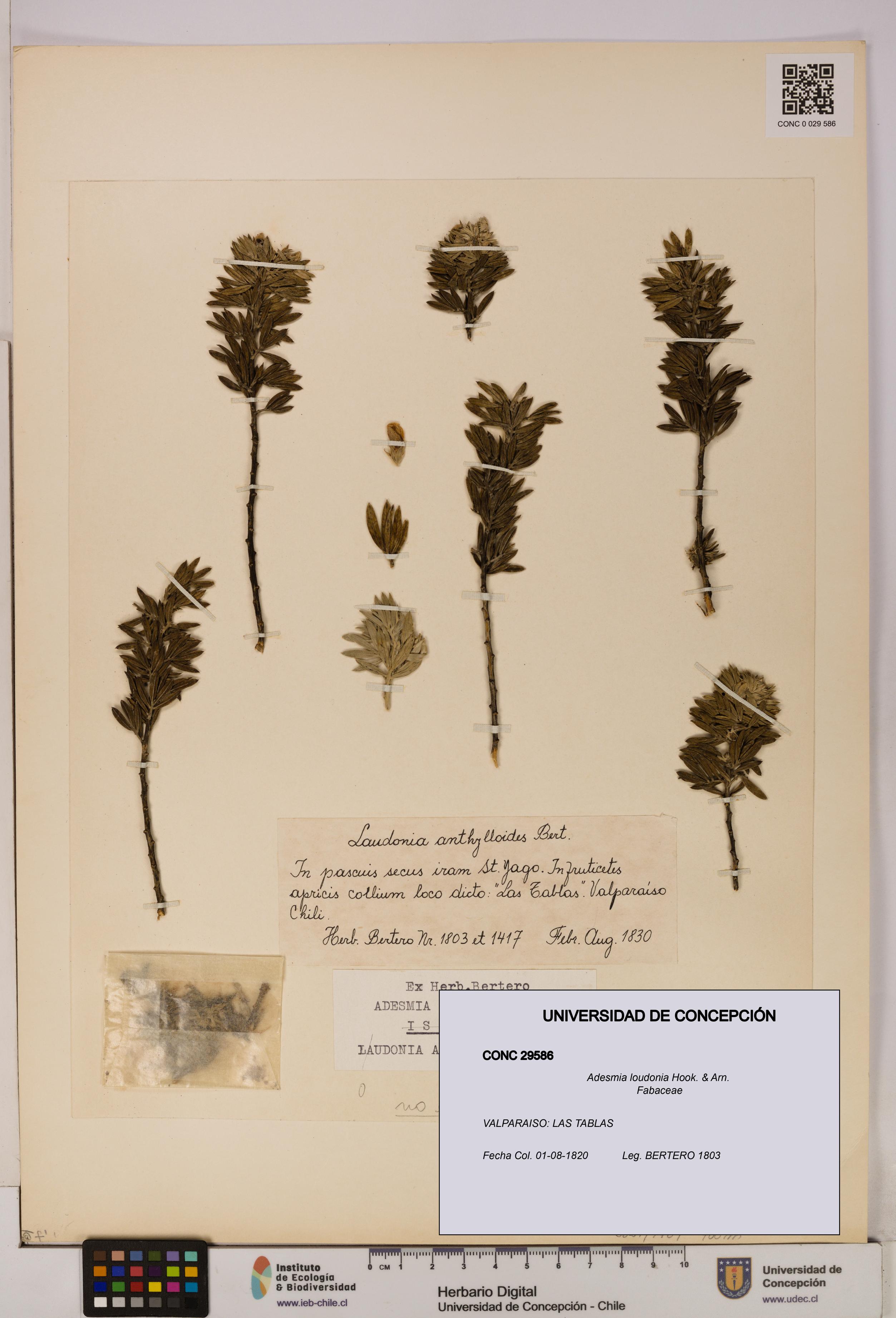 Adesmia loudonia [Espécimen: UDEC:CONC:0029586]