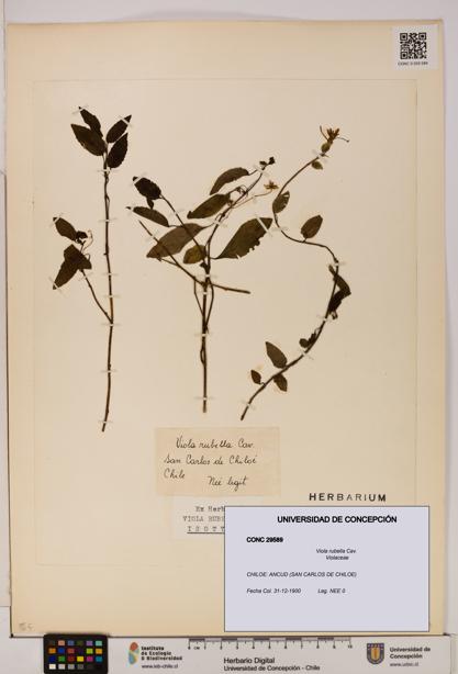 Viola rubella [Espécimen: UDEC:CONC:0029589]